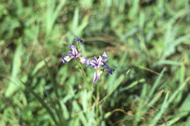 Photograph of Iris versicolor on Sable Island