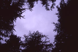 Photograph looking up through the Acadian forest canopy at a cloudy sky in the Tobeatic Wildernes...