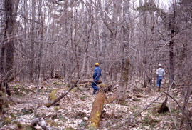 Photograph of unidentified researchers walking in Site 6, a thirty-year-old stand at an unidentif...