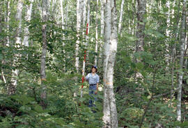Photograph of an unidentified researcher conducting forest biomass measurements at Plot C, at an ...
