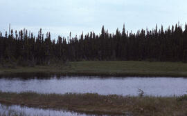 Photograph depicting Streptomyces caespitosus in a lakeside fen near Postville, Newfoundland and ...