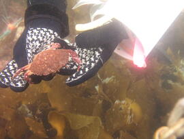 Photograph of gloved hands holding crab (Brachyura) underwater