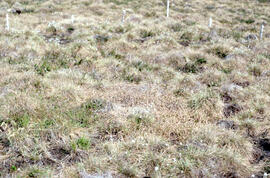 Photograph of regrowth at the meadow summer spill site near Tuktoyaktuk, Northwest Territories