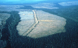 Aerial photograph of clear cuts near Nepisiguit River, northern New Brunswick