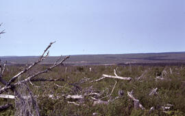 Photograph of salvage clearcuts of spruce budworm-killed forest in Cape Breton Highlands National...