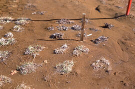 Photograph of sparse mugwort (Artemesia) growing at a tailings site at Nickel Rim, near Sudbury, ...