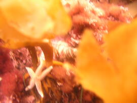 Photograph of starfish (Asteroidea) underwater