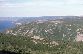 Photograph of panoramic view of spruce budworm aftermath in Cape Breton Highlands National Park