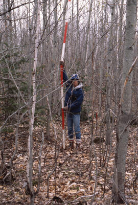 Photograph of an unidentified researcher making forest biomass measurements at a twelve-four-year...