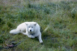 Photograph of a white dog on a chain