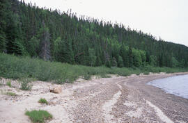 Photograph of riparian habitat along the banks of the Churchill River, Newfoundland and Labrador