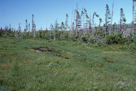 Photograph of treaded vehicle damage in a bog at Michelin Lake, near Postville, Newfoundland and ...