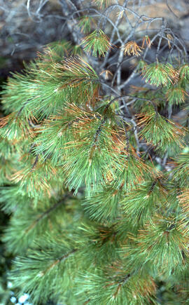 Photograph of sulfur dioxide damage to red pine (Pinus resinosa) at Richard Lake, near Sudbury, O...