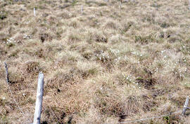 Photograph of regrowth at the meadow control site near Tuktoyaktuk, Northwest Territories