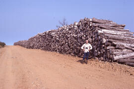 Photograph of stored pulpwood, Highlands Road, Cape Breton