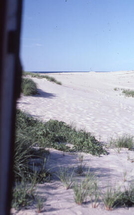 Photograph of sparse Ammophila breviligulata (marram grass) on Sable Island dunes