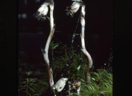 Photograph of Monotropa uniflora (Ghost plant/Indian pipe), likely Nova Scotia