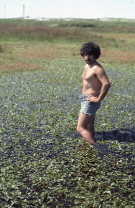 Photograph of Bill Freedman posing in a shallow bog containing Potamogeton oblongus, on Sable Island