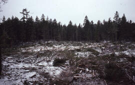Photograph of an 0.5 hectare all-aged softwood conventional clear cut, Aylesford Lake, Kings Coun...