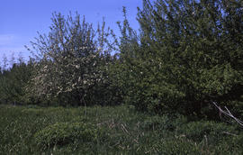 Photograph of trees in a grassy area