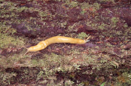 Photograph of Arion subfuscus (Western dusky slug) in the Tobeatic Wilderness Area, southwestern ...