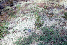 Photograph of ground vegetation with size reference near Voisey's Bay, Newfoundland and Labrador