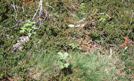Photograph of heath along the Gaff Point trail, near Kingsburg, Nova Scotia