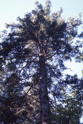 Photograph of underside canopy browning of a tree in Point Pleasant Park, Halifax, Nova Scotia