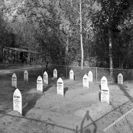 Photograph of a police graveyard in Dawson City, Yukon