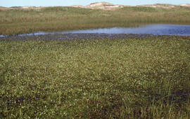 Photograph of dense Potamogeton near a freshwater pond on Sable Island