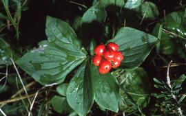 Photograph of creeping dogwood (Cornus canadensis) berries, Newfoundland and Labrador