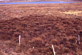 Photograph of one month of sedge (Eriophorum) regrowth at the Meadow spill site, near Tuktoyaktuk...