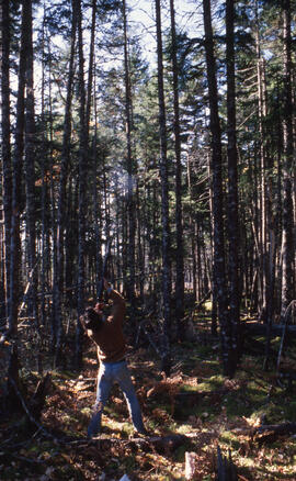 Photograph of Bill Freedman shooting a rifle into the air to dislodge foliage, Aylesford Lake, Ki...