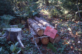 Photograph of a bundle of bait logs to attract Tetropium fuscum (Brown spruce longhorn beetle), P...