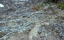 Photograph of reemergence of Stereocaulon paschale lichen at Richard Lake site, near Sudbury, Ont...