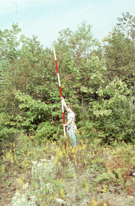 Photograph of an unidentified researcher conducting forest biomass measurements at Site 14, an ei...