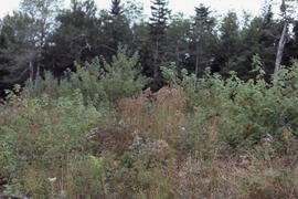 Photograph of woolgrass (Scirpus cyperinus) at the "Reggae" biomass site