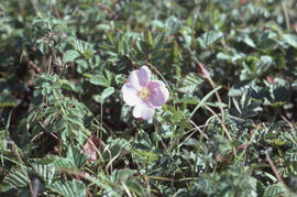 Photograph of a pink wildflower on Sable Island