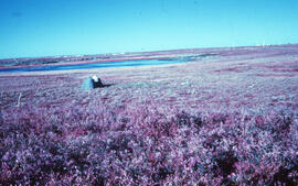Photograph of an overview of the Meadow spill site, near Tuktoyaktuk, Northwest Territories