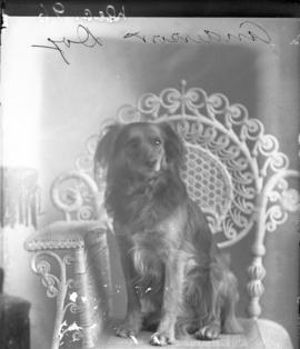 Photograph of a dog "Anderson"
