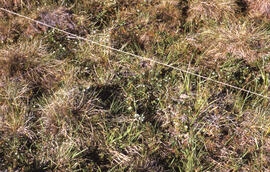 Photograph showing detail of regrowth at the Meadow spill site, near Tuktoyaktuk, Northwest Terri...