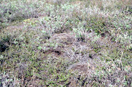 Photograph of regrowth at the Split Pingo spray plot near Tuktoyaktuk, Northwest Territories