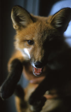 Photograph of George Koneak's pet fox