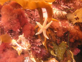 Photograph of starfish (Asteroidea) underwater
