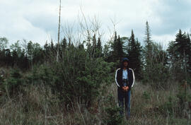 Photograph of an unidentified person standing next to conifer regrowth one year after glyphosate ...