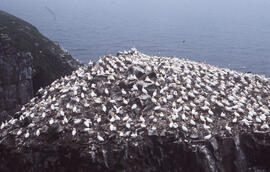 Photograph of a gannet colony on a rocky outcrop, Cape St. Mary's, Newfoundland and Labrador