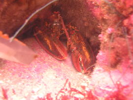 Photograph of lobster (Nephropidae) underwater