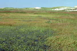 Photograph of boggy heath on Sable Island