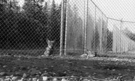 Photograph of wolves at a mobile Psychology laboratory