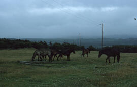 Photograph of wild horses at Gros Morne National Park, Newfoundland and Labrador